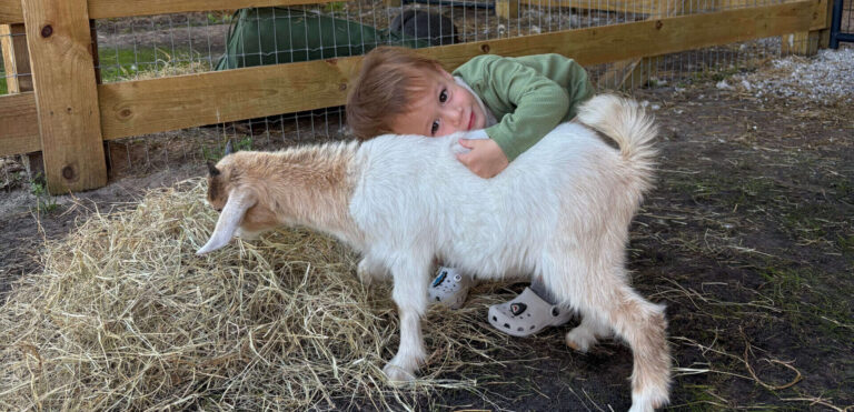 A toddler enjoys a heartwarming animal encounter at a petting zoo, hugging a small white and brown goat inside a rustic barn. The cozy setting with hay and wooden fencing creates the perfect environment for interactive petting zoo experiences and hands-on animal encounters for kids and families.
