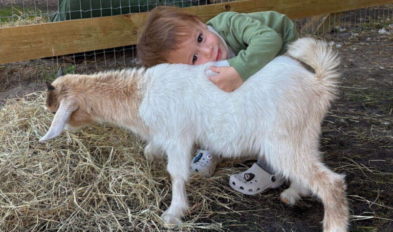 A toddler enjoys a heartwarming animal encounter at a petting zoo, hugging a small white and brown goat inside a rustic barn. The cozy setting with hay and wooden fencing creates the perfect environment for interactive petting zoo experiences and hands-on animal encounters for kids and families.