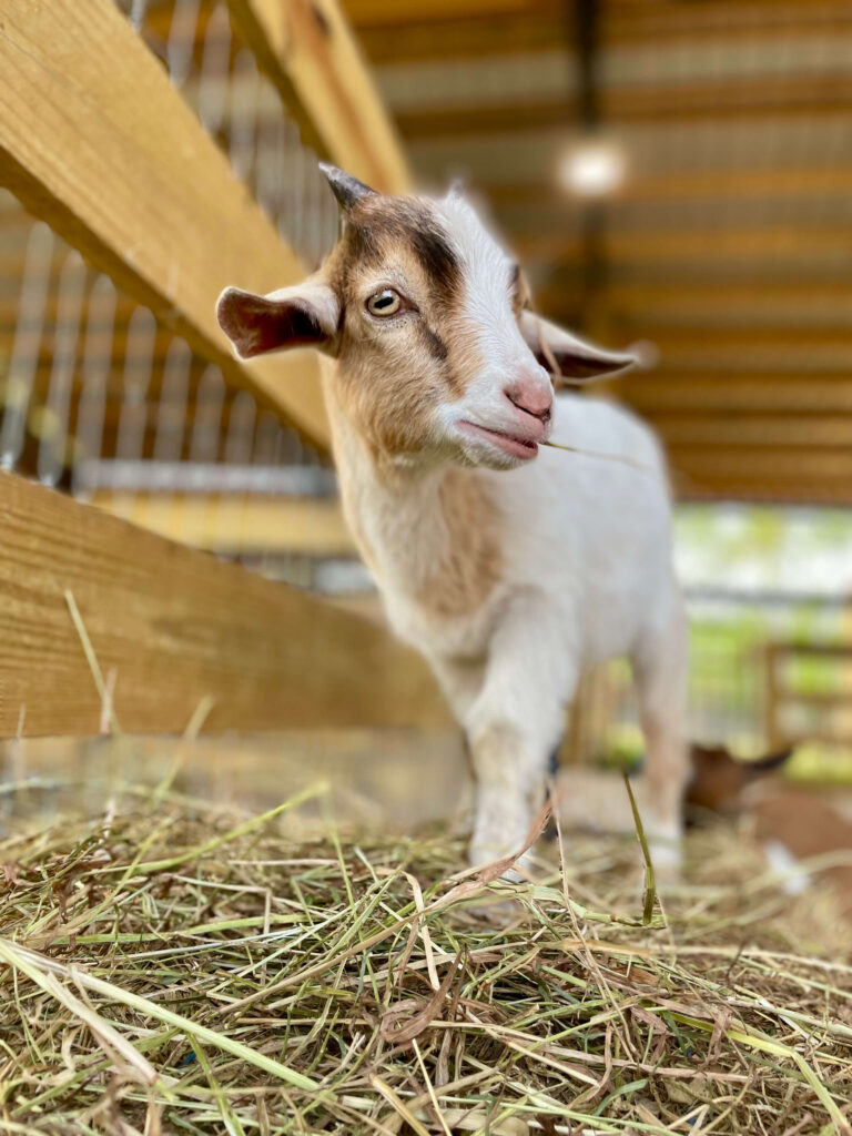 Image of a goat in the farms petting zoo in Hobe Sound FL.