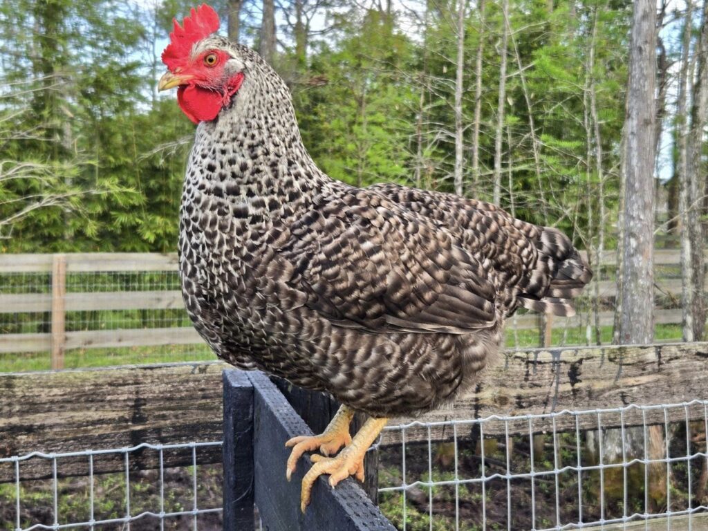 Hens