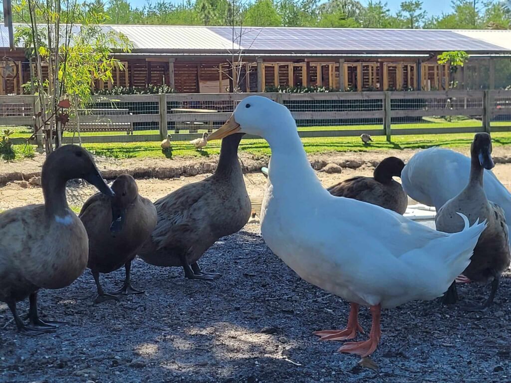 Pond Ducks