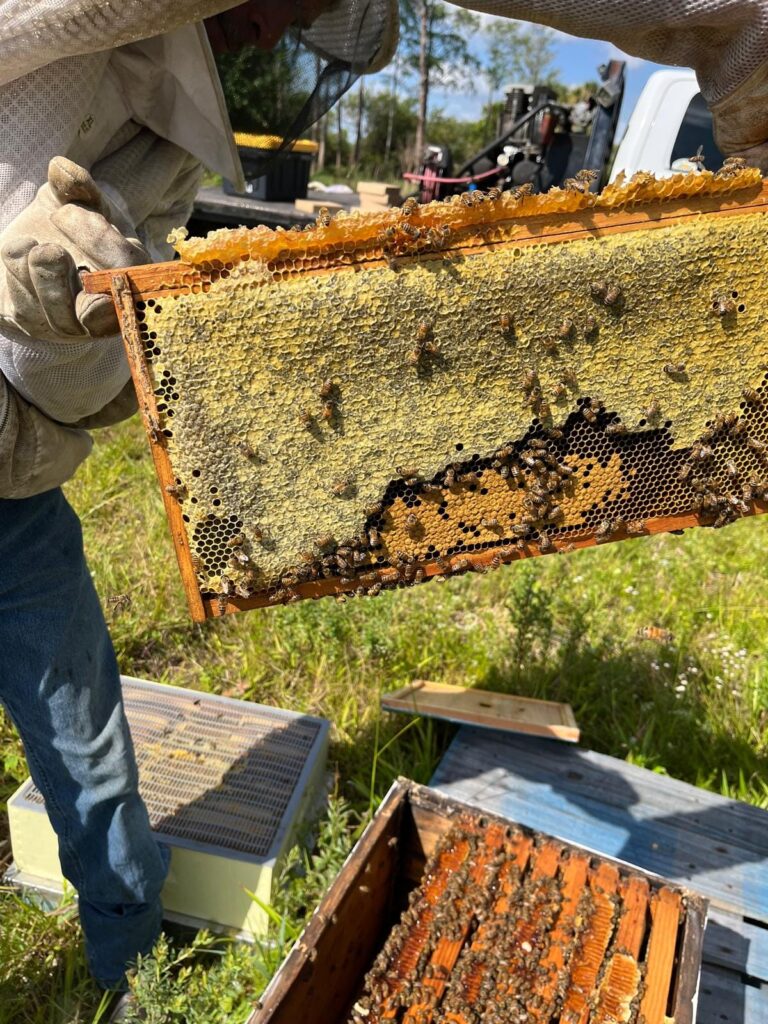 Honey Bees