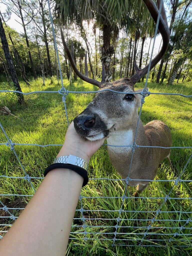Deer