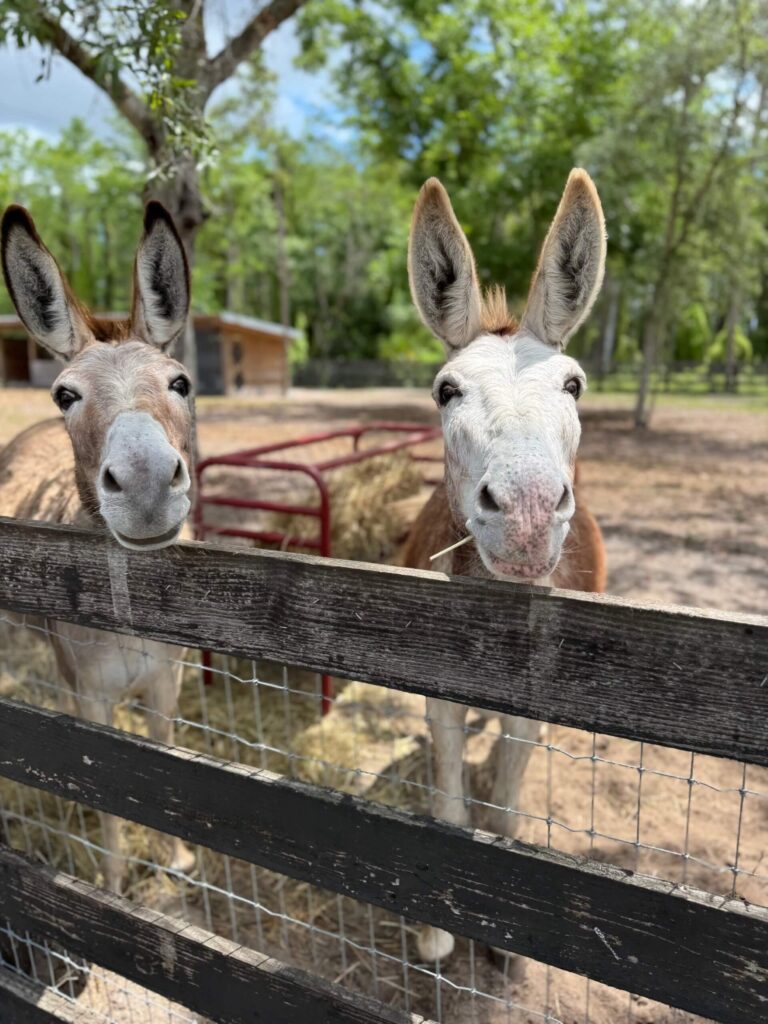 Donkeys