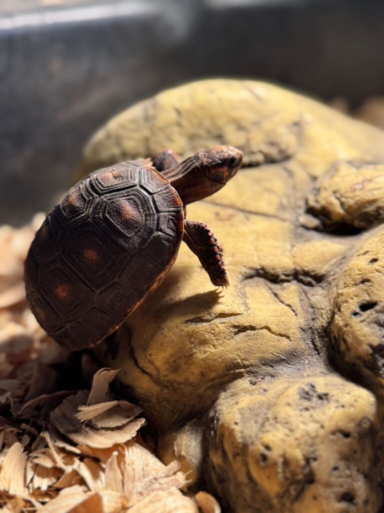 Baby Turtles