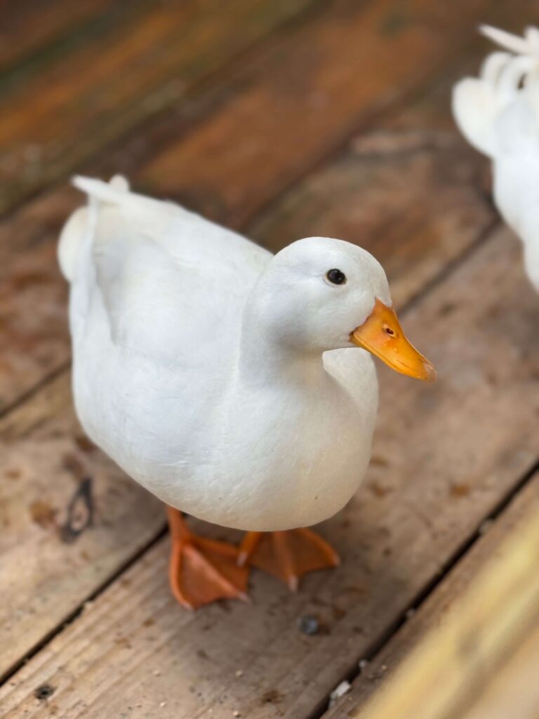 Ducks