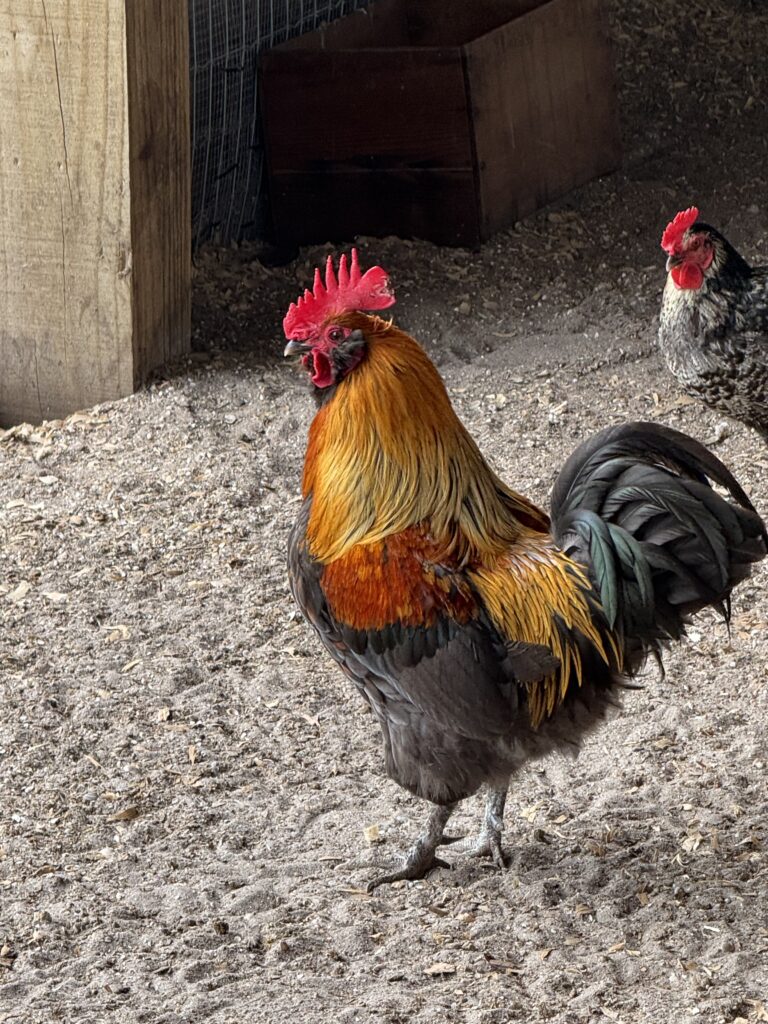 Rooster