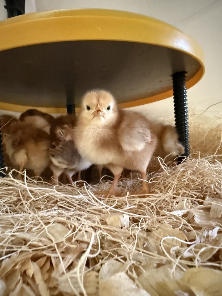 Chicks
