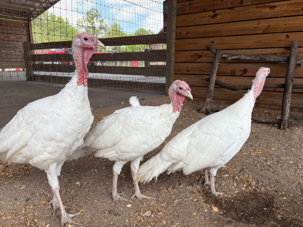 Turkeys
