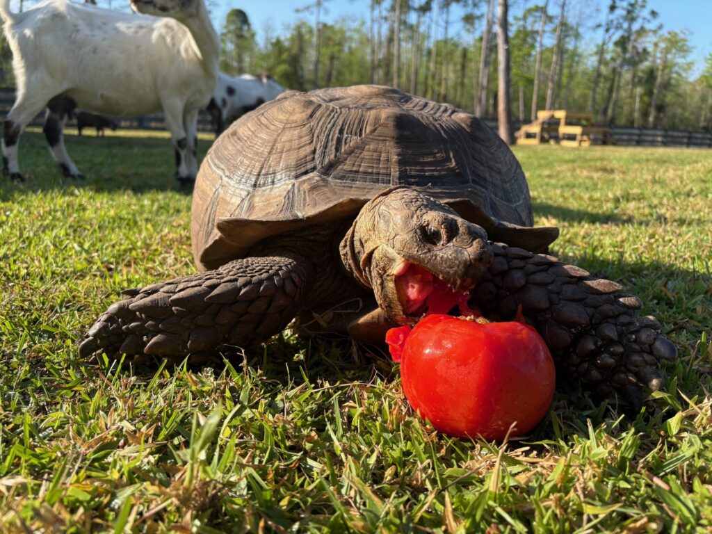 Tortoise