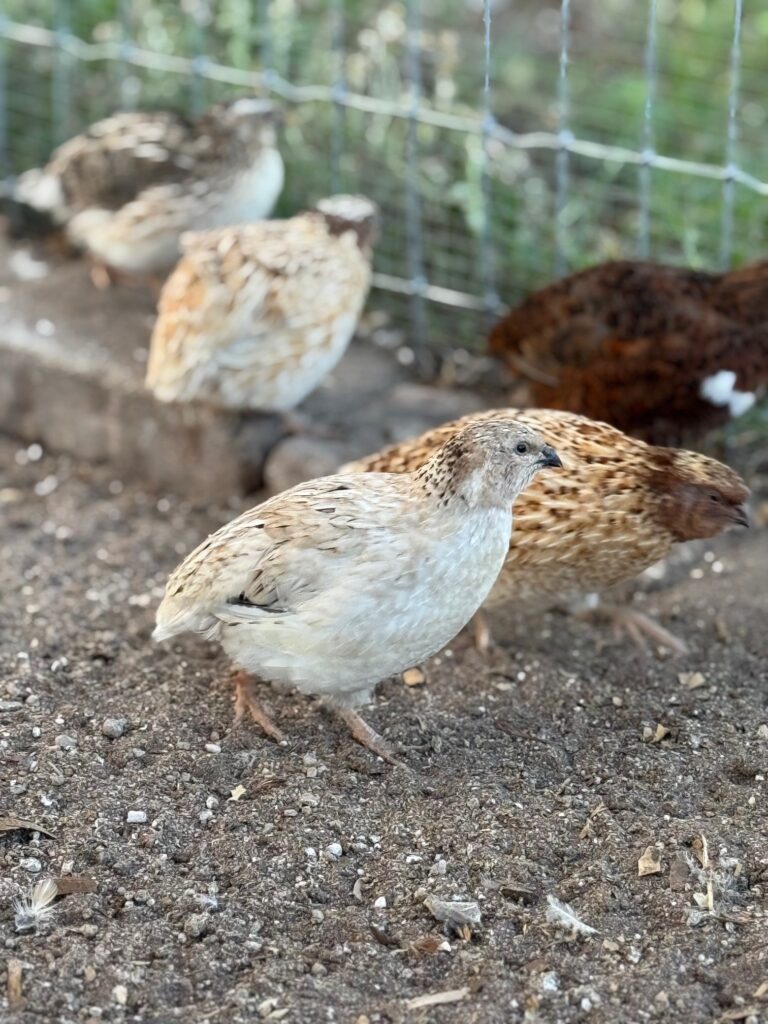 Quail