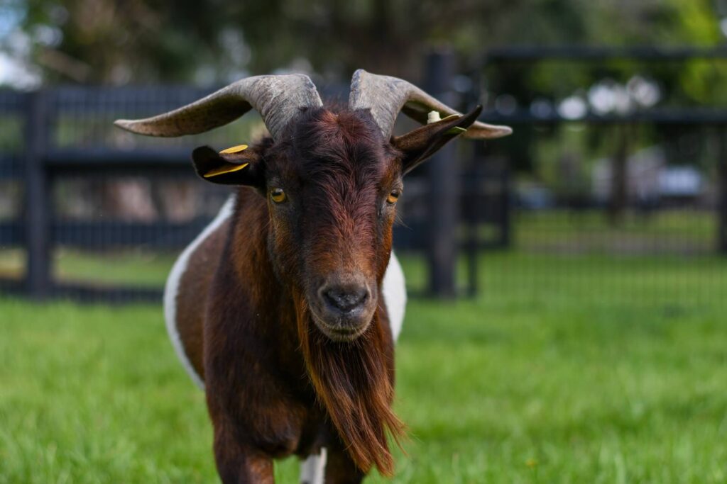 Image of a male goat in the farms petting zoo in Martin County FL.
