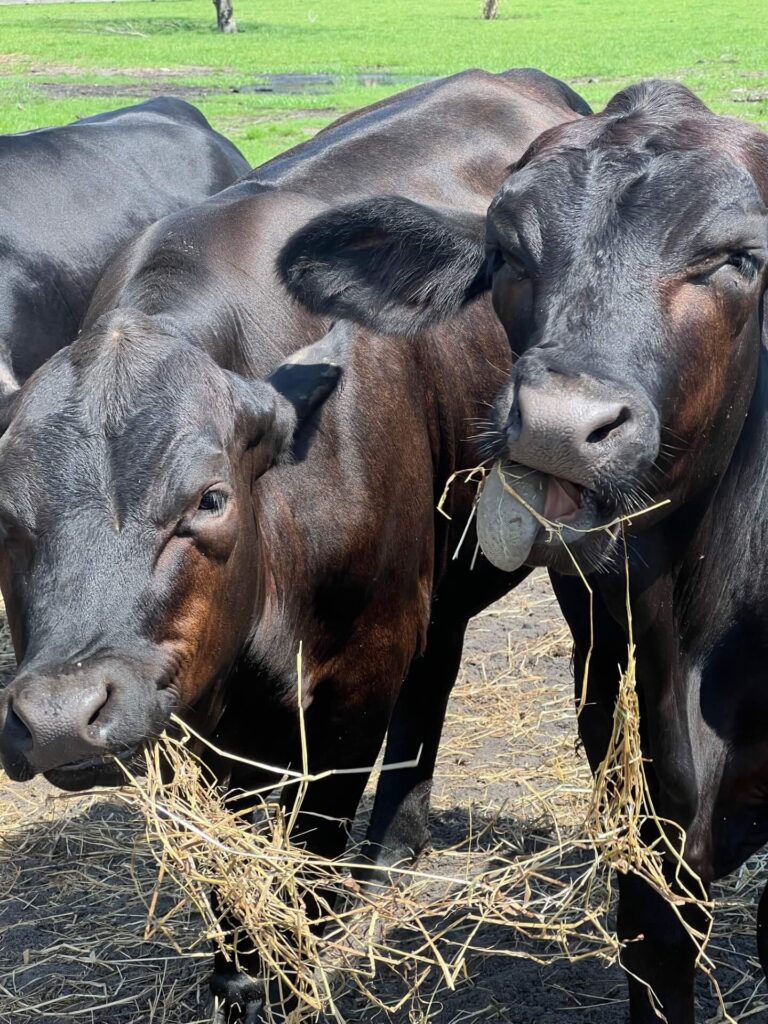 Image of a grazing cattle on a farm in Hobe Sound FL.