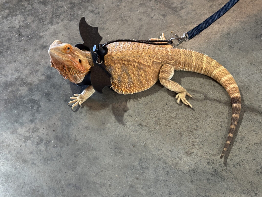 Bearded Dragon