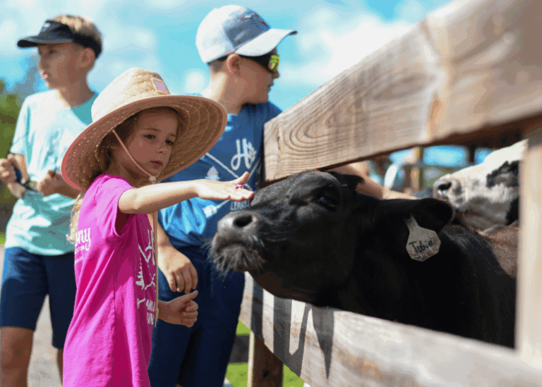 Young girl petting cattle during Farm Explorer Wednesdays at Hobe Sound Farms