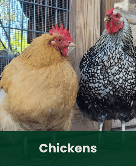 Chickens