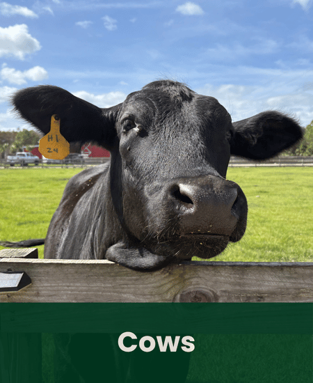 Cows