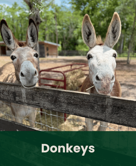 Donkeys
