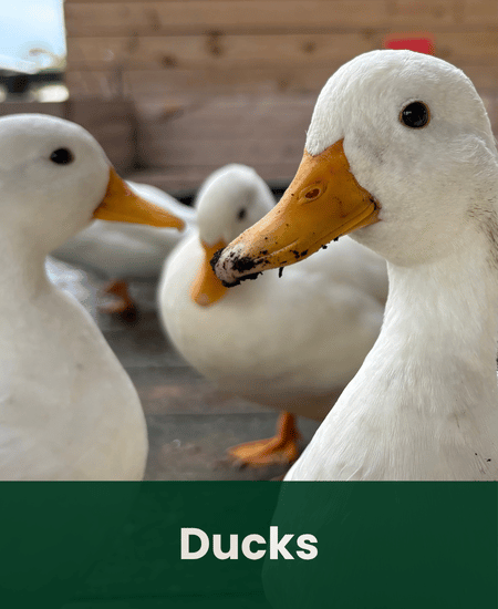 Ducks