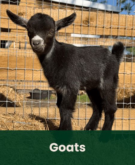 Goats