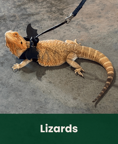 Lizards