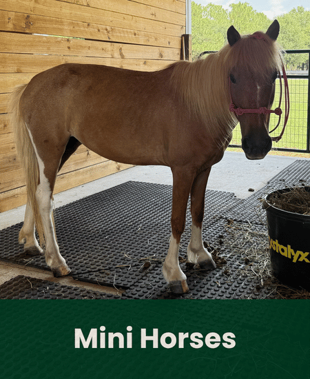 Mini Horses