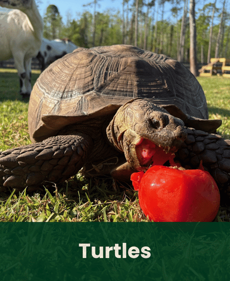 Turtles