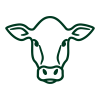 Feeding experience with Hobe Sound Farms cows